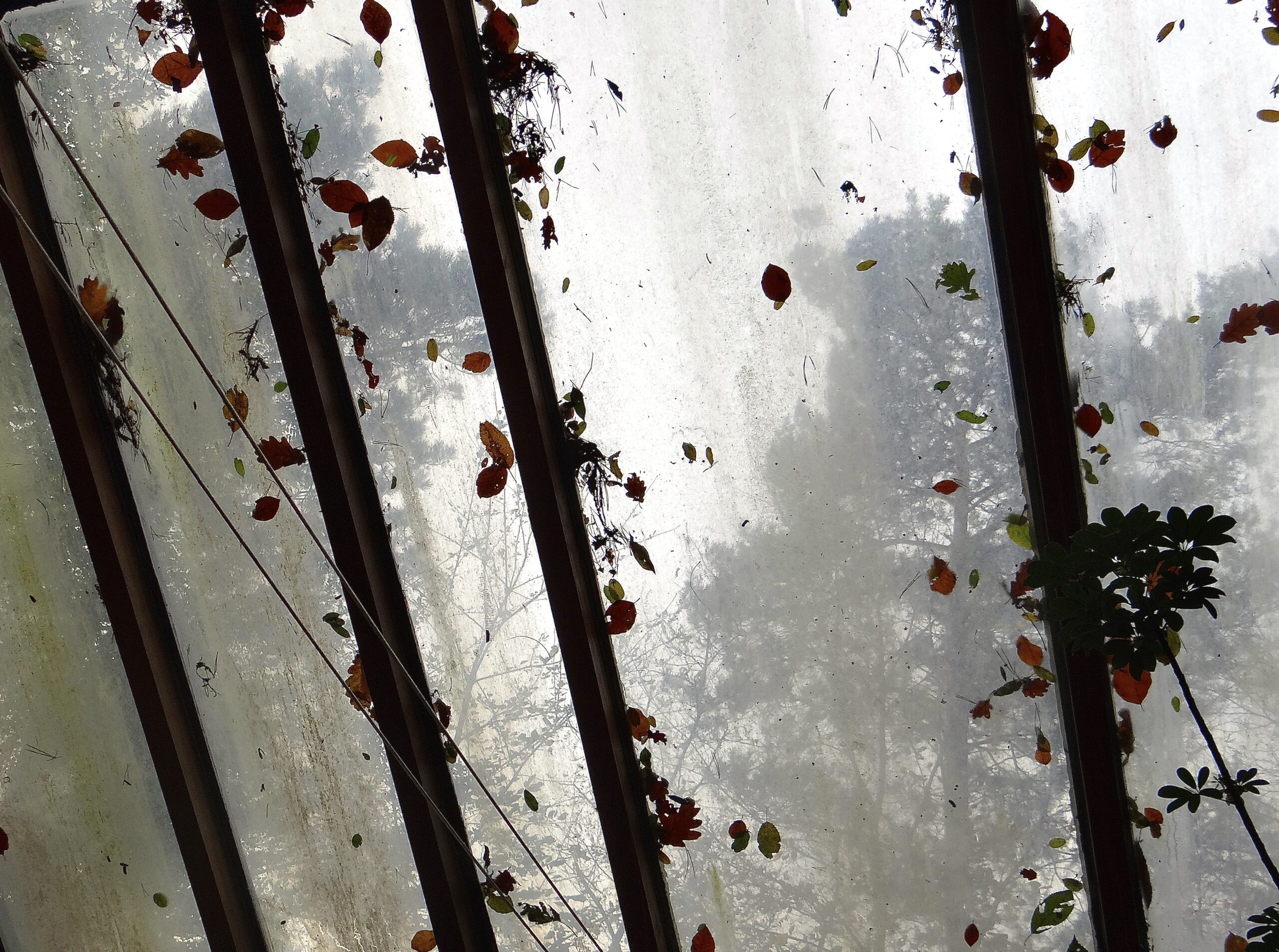 Le Bois des Étoiles